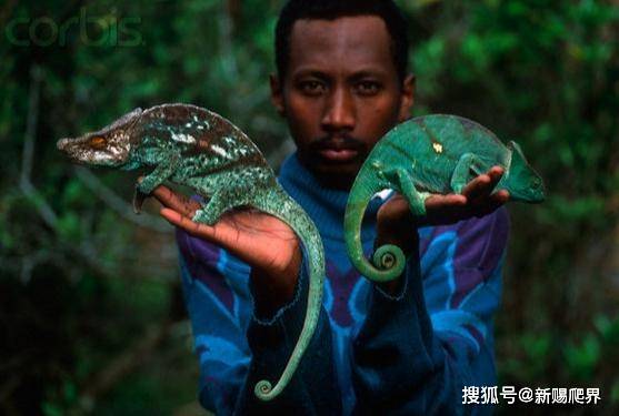 华丽避役,变色之美_变色龙