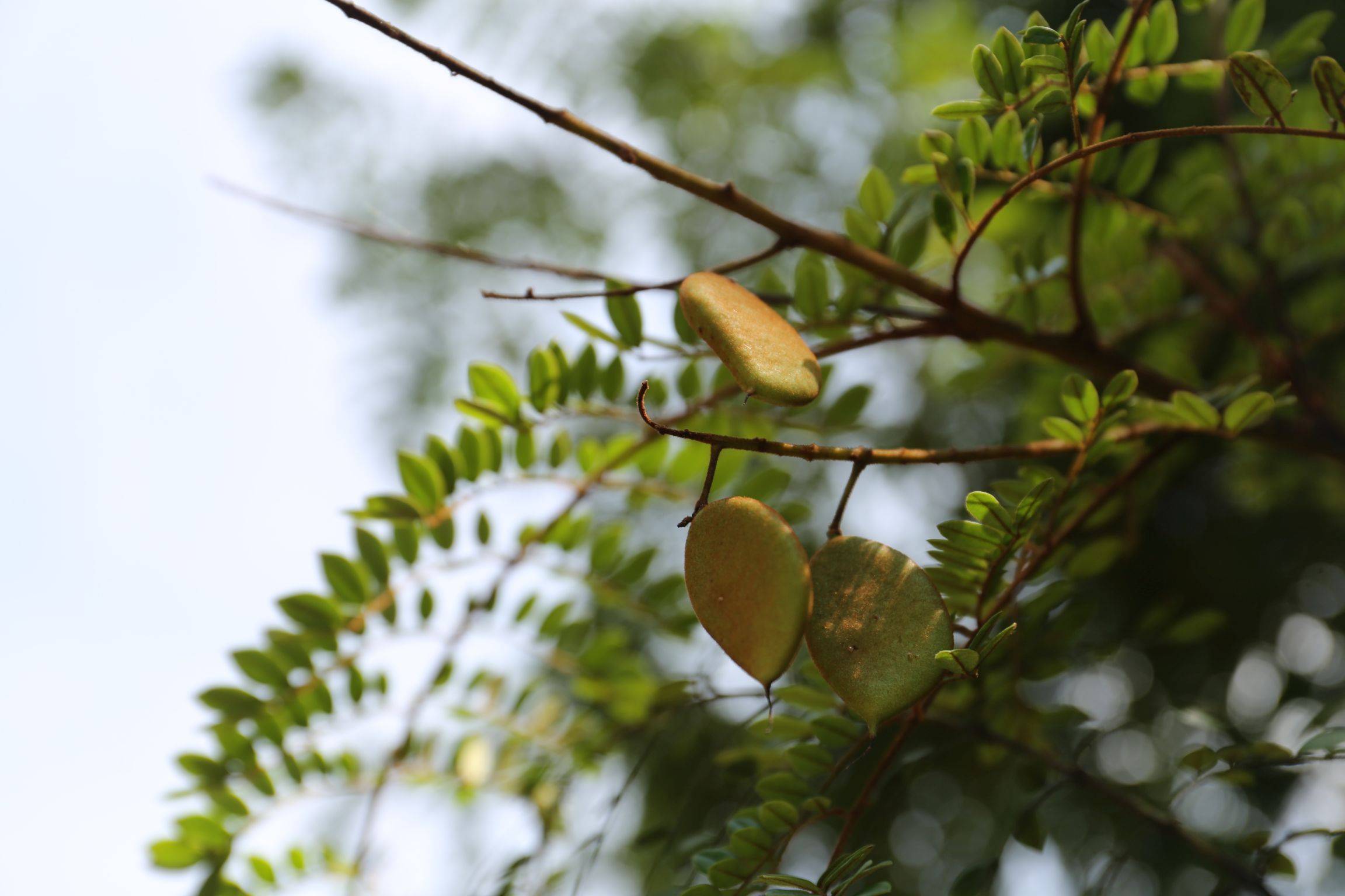 庆元植物1193-豆科-云实属-春云实