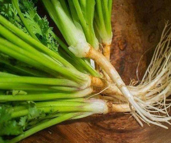 原创"香菜根"泡水喝,竟有4个神奇功效,男人女人都需要,早知早好