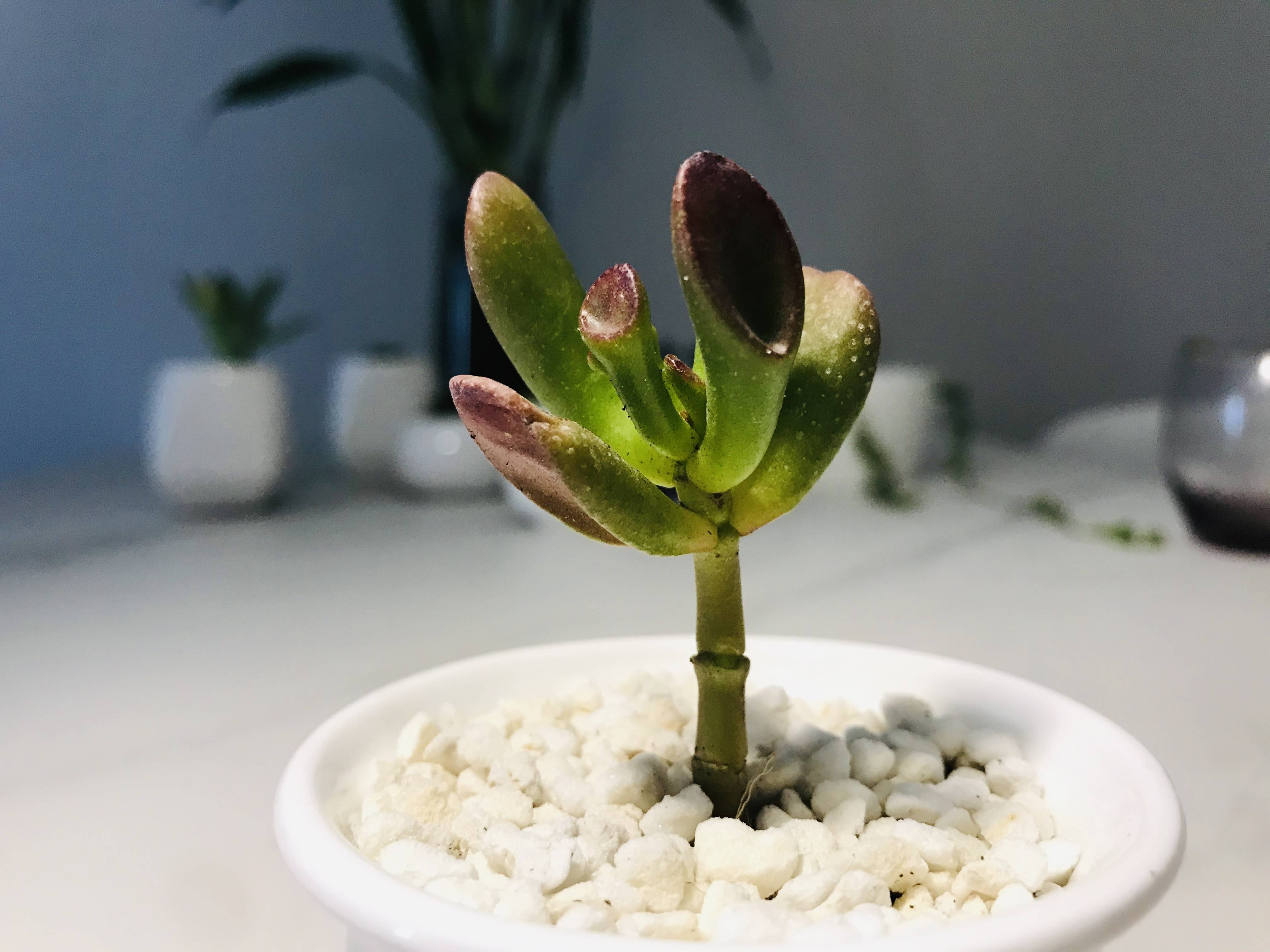 多肉植物像狐狸耳朵的"火狐狸"