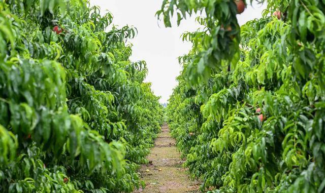 闻名全国陕西水蜜桃终于上市,1年只能吃10天_种植