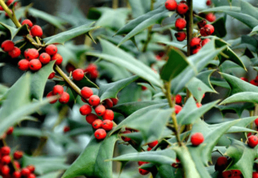 原创农村1种"防贼树",叶子长满刺,民间用它泡酒,如今1棵卖近百元