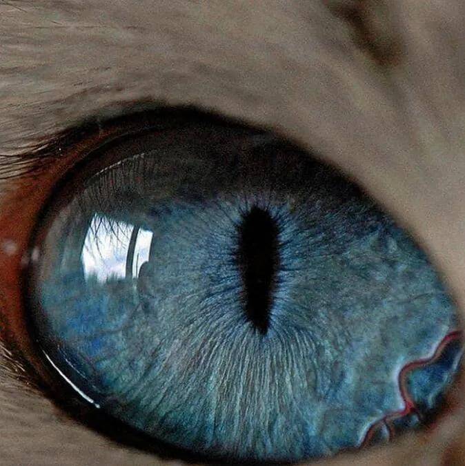 冷血动物瞳孔图片