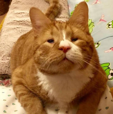 原创网友收养一只小眼睛猫,面对其他人的嘲笑,网友一句话霸气回应