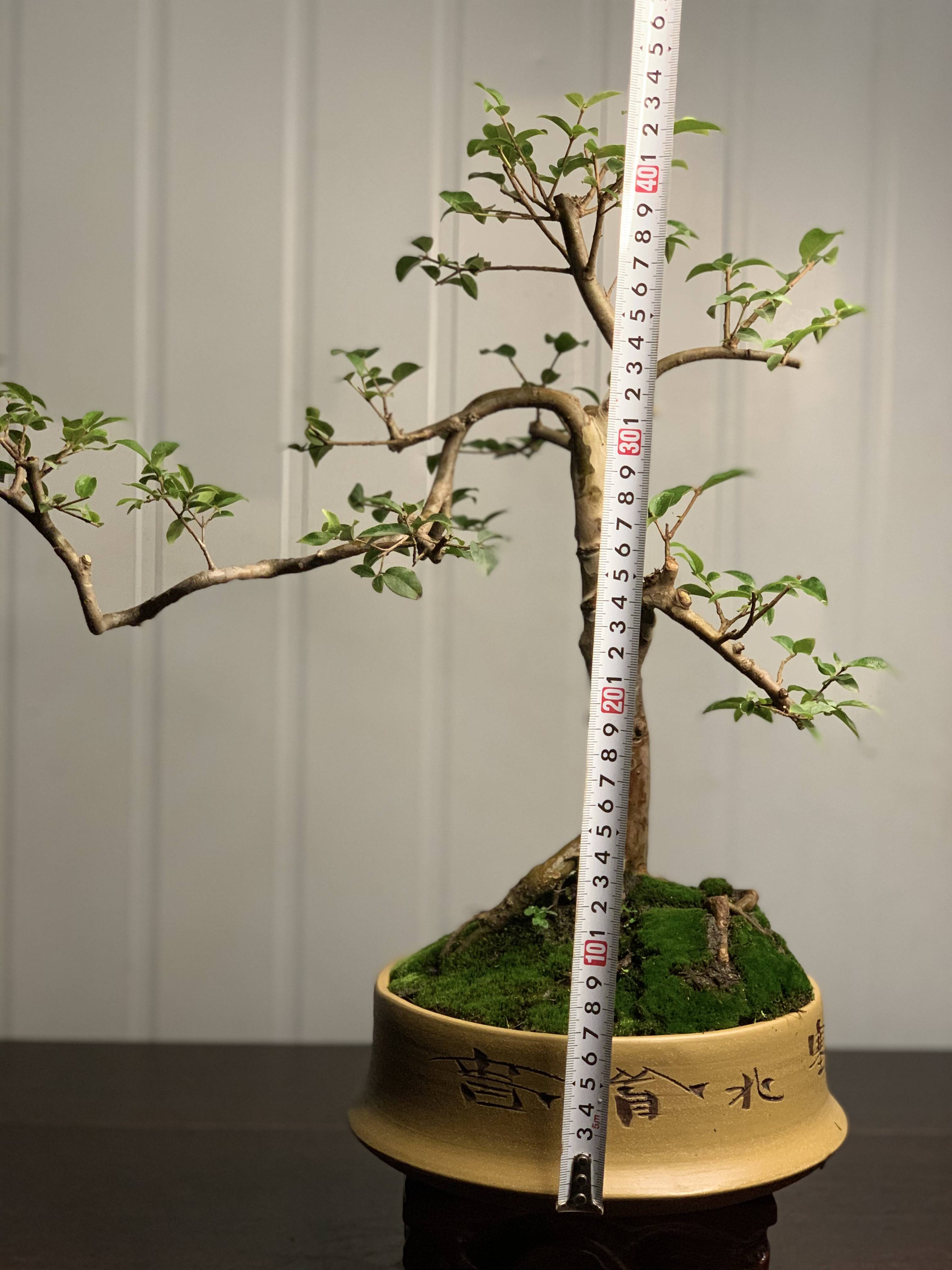 嘉宝果五年树盆景紫砂花盆