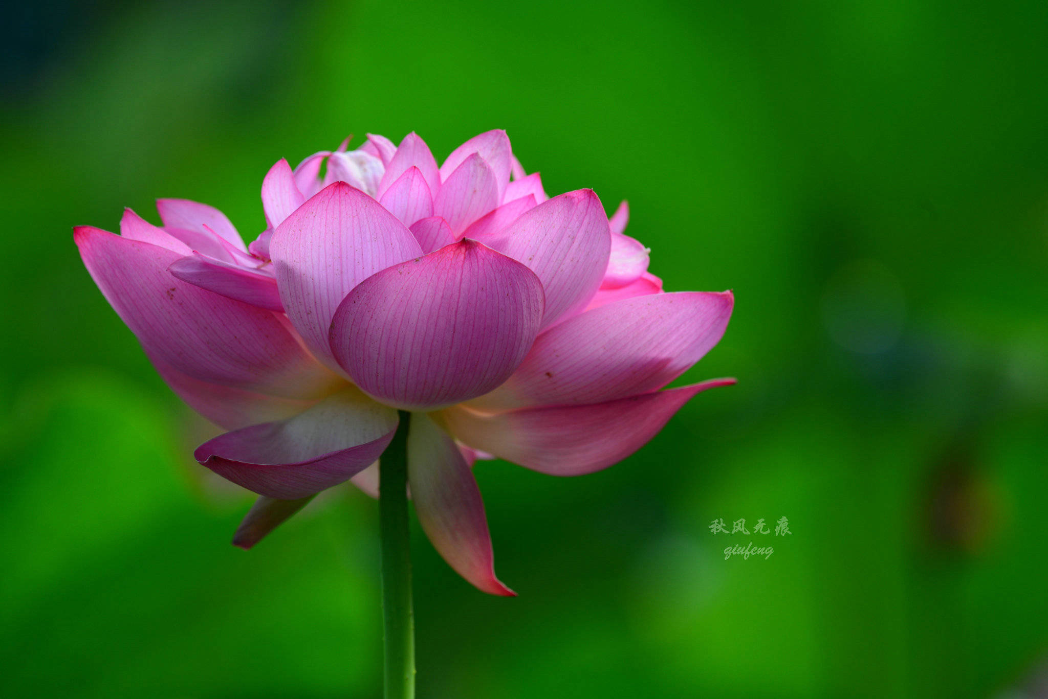 原创晨光里的荷花,花瓣宛若莲灯,靓丽了西安北城的夏日风景