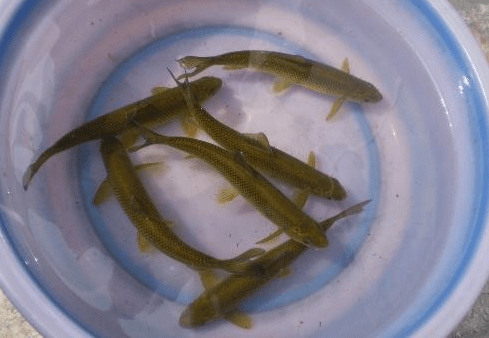 山溪鱼中的上品,4年难长到10厘米,常被误认为草鱼,1条上千元