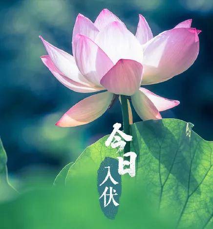 炎炎酷暑,三伏来临!夏天还可以这么过_建议