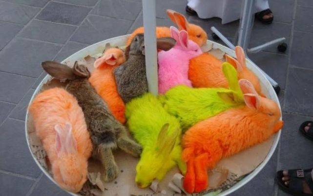 全身被染色的小兔子