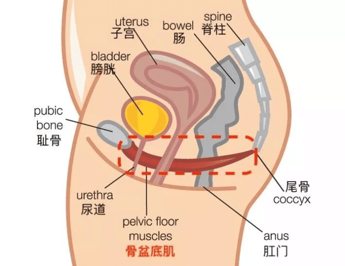 盆底肌图片结构图高清图片