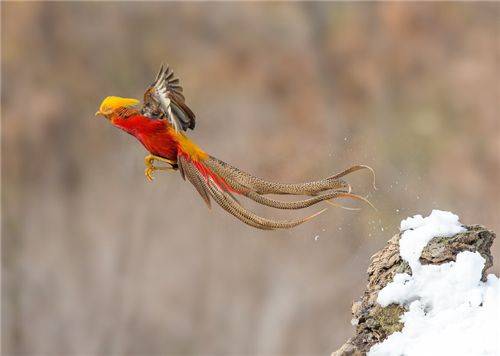 原创山西老农深山发现"金凤凰",风雨无阻投喂4年,却等来意外惊喜