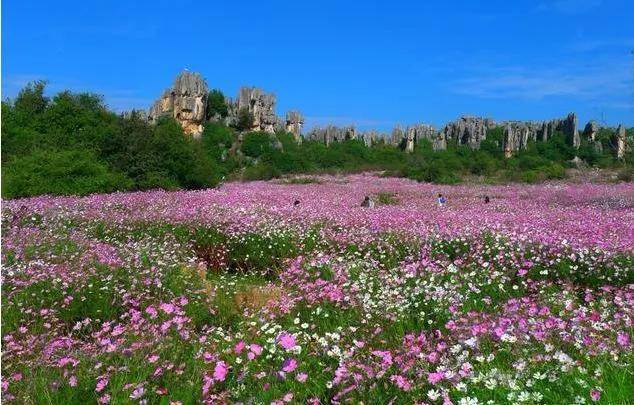 云南最美的10大花海每个季节都有不同的美丽