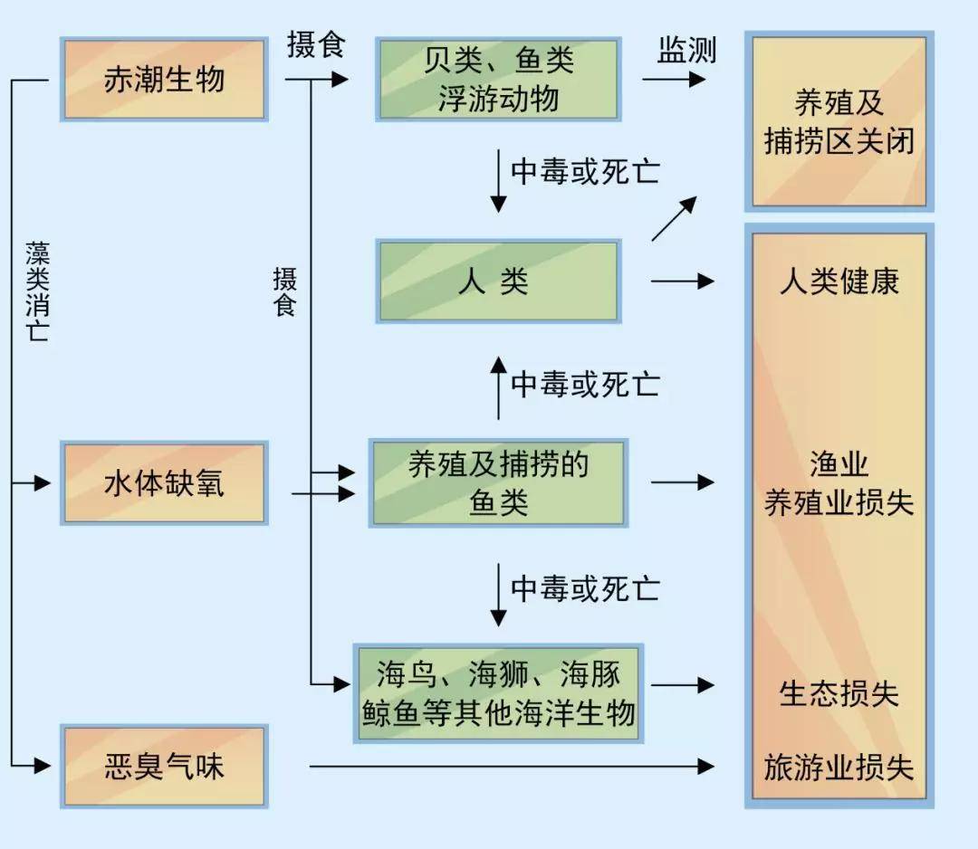 海洋环保科普9赤潮发生人类的贡献有哪些