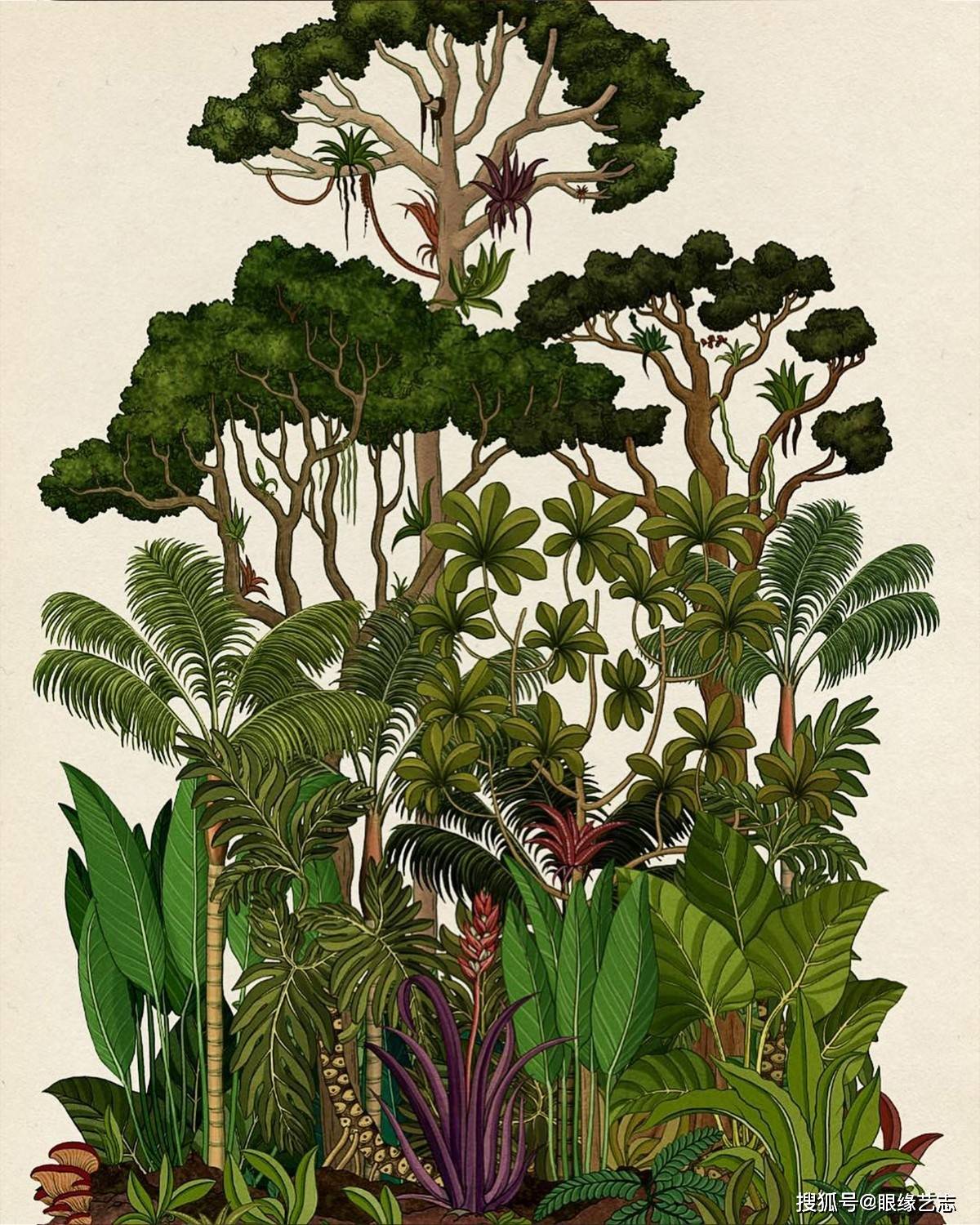 不一样的百科全书:插画植物博物馆,凝聚艺术之美的科学图谱