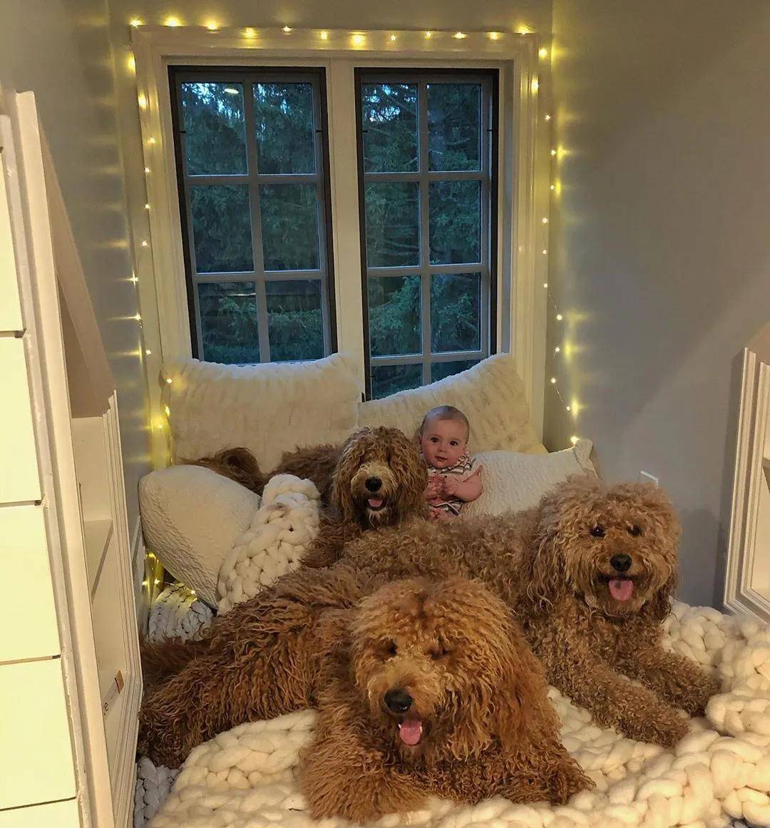 当萌娃遇上大狗,每一个画面都是治愈系_theo