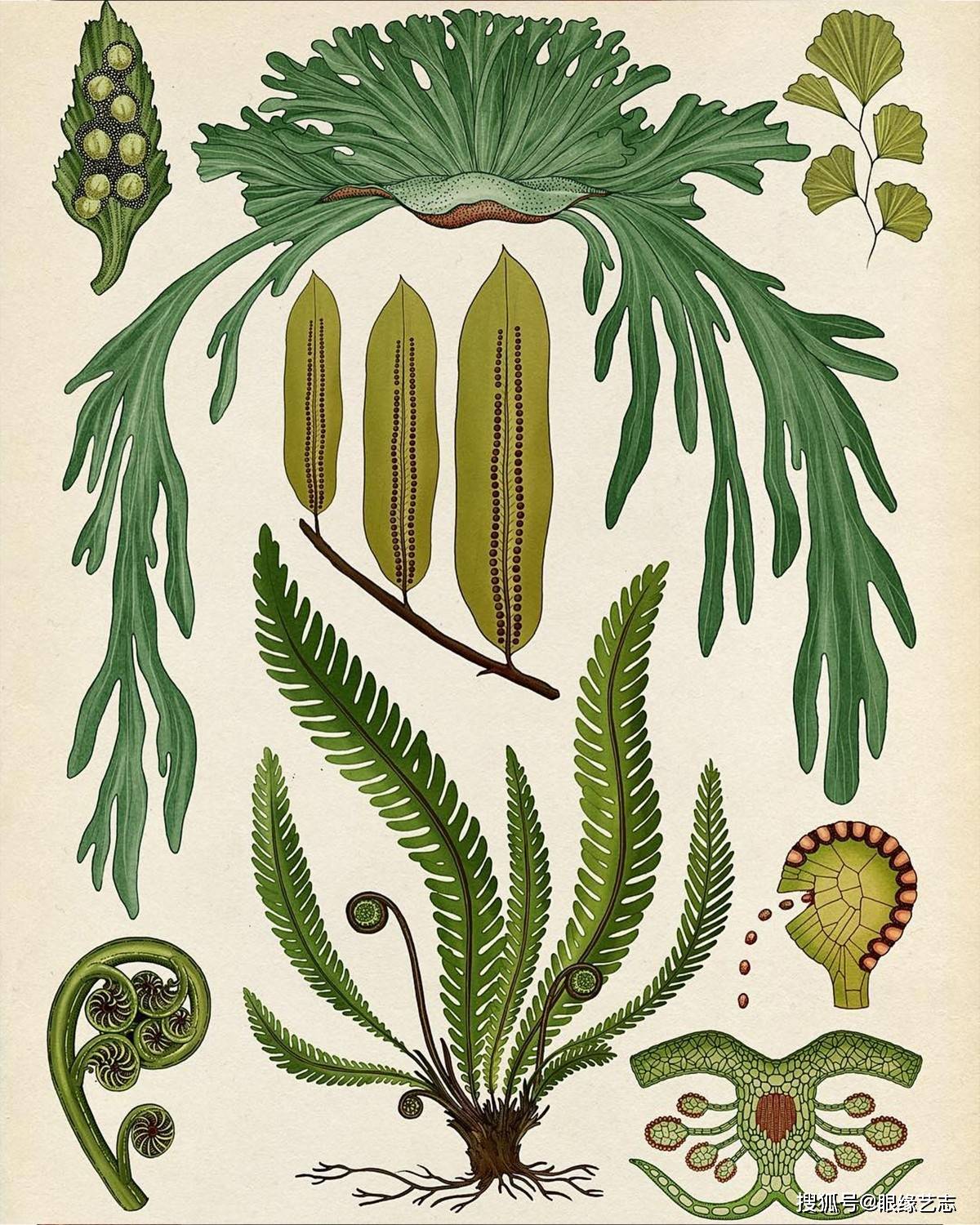 原创不一样的百科全书:插画植物博物馆,凝聚艺术之美的科学图谱