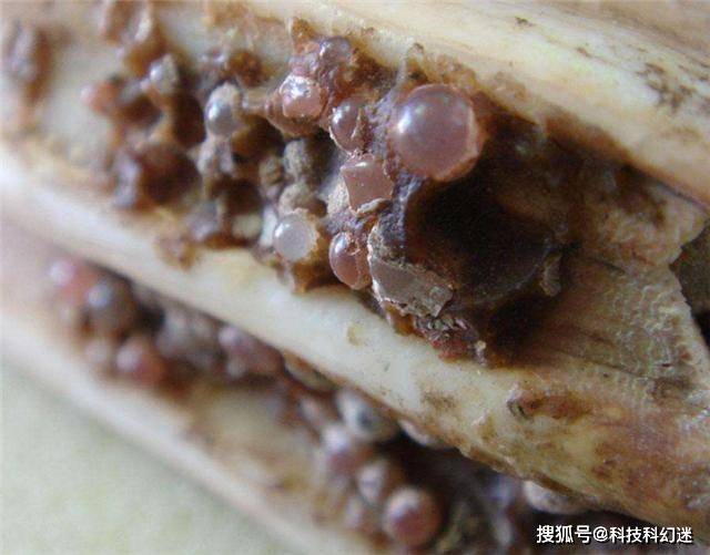 舍利子到底是什么?