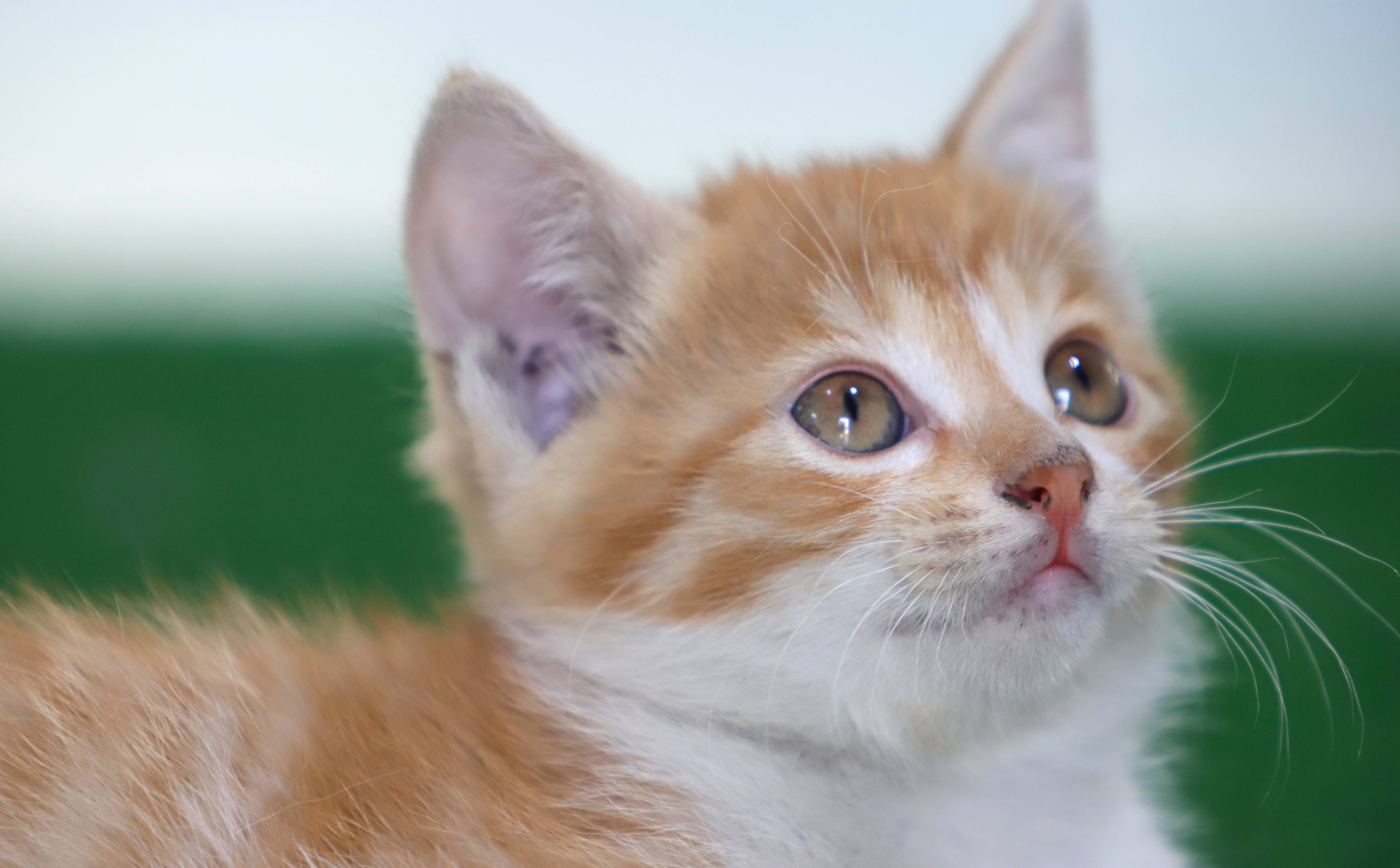 原创聊摄影赏作品摄影作品猫赏析交流