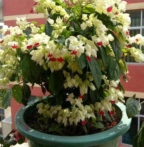 第三点,水肥给龙吐珠盆栽浇灌水分的时候,需要遵循一个常见的规则:见