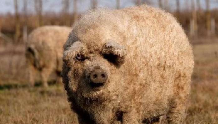 就是这货,曼加利察猪.