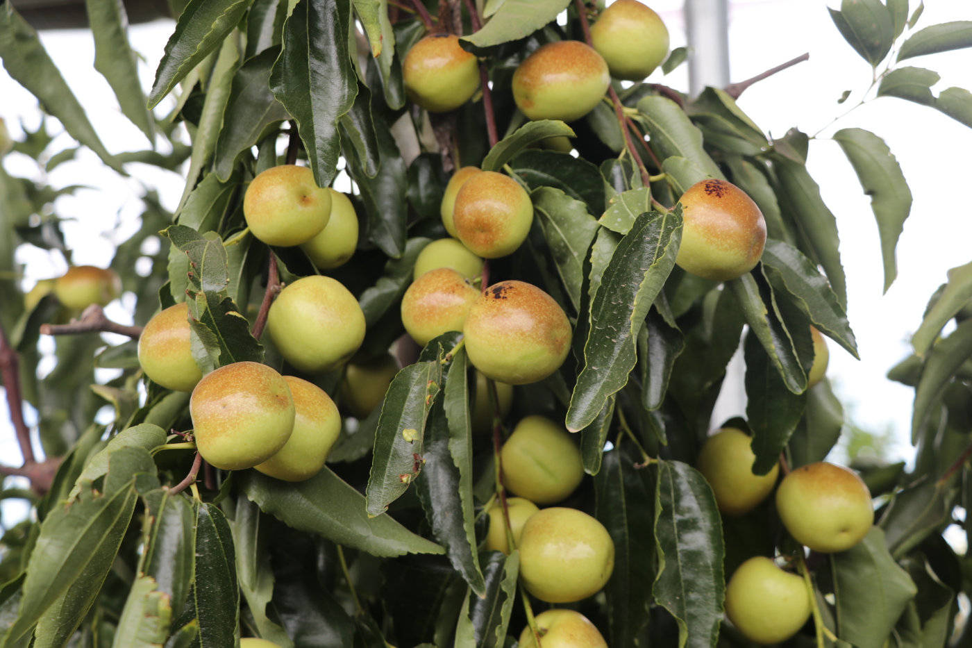 "美丽大荔 枣想约你"2020大荔冬枣节走进田间地头为冬枣代言