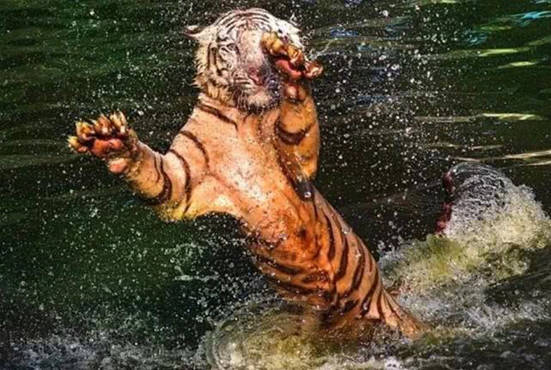 原创老虎化身为游泳健将,在水里嬉戏拍打浪花,镜头记录下可爱一切