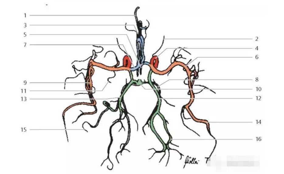 供应大脑的主要血管图图片