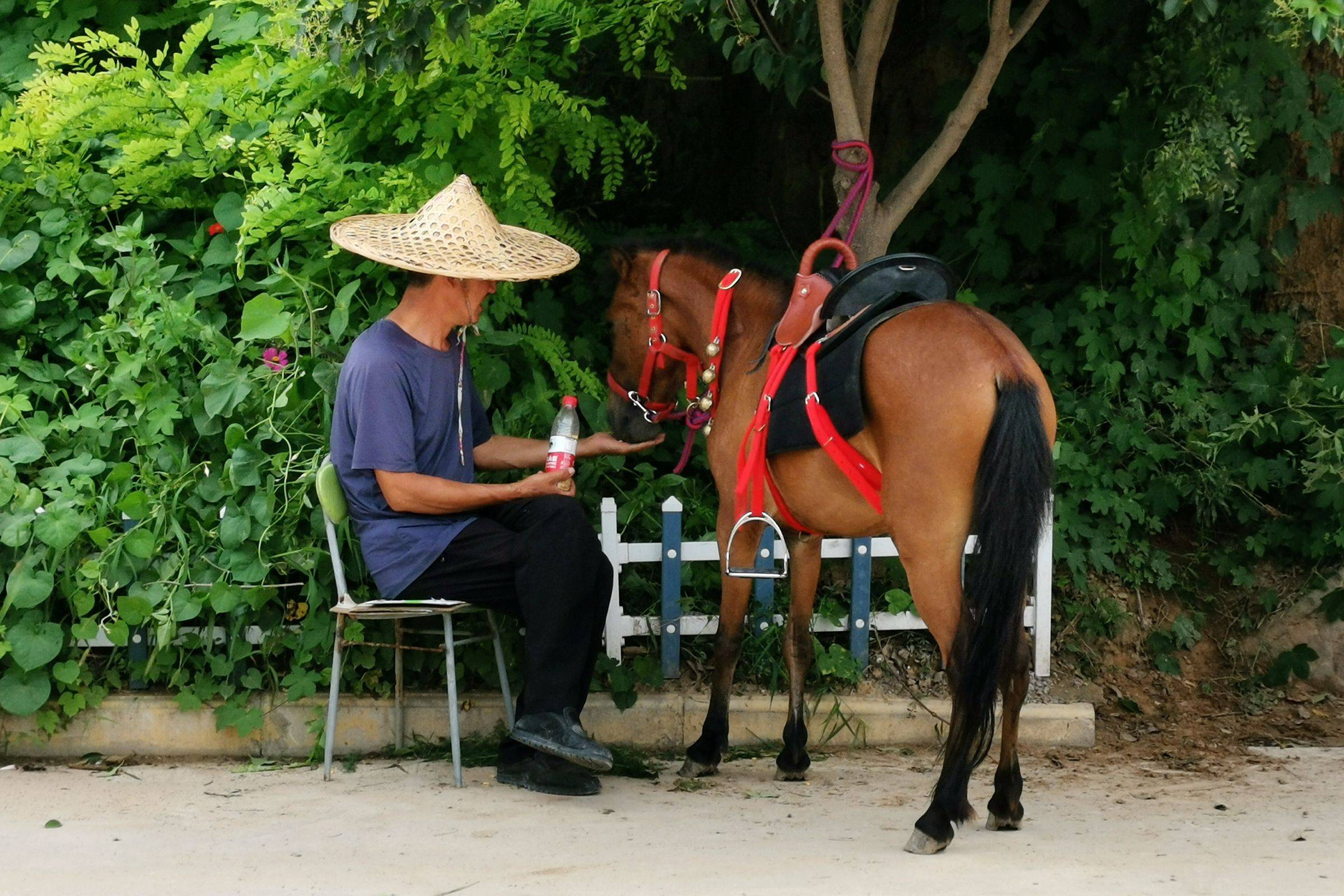 河南農民大哥養小矮馬馱遊客人重馬輕看小馬累成啥樣