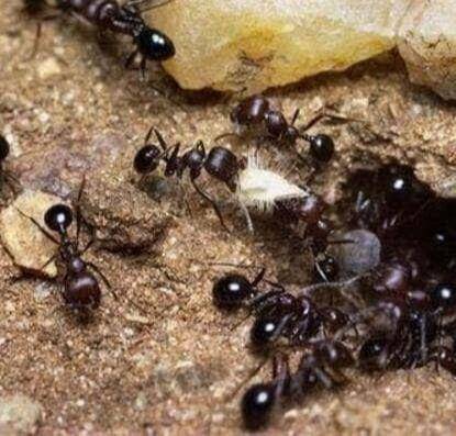 原创非洲食人蚁,整齐有序的军团,4分钟就能把人类啃食成白骨