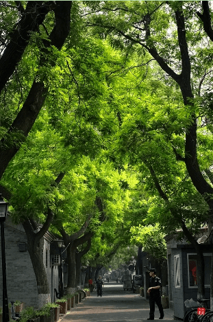 筑邦美植|"嘉树吐翠叶,列在双阙涯"—国槐