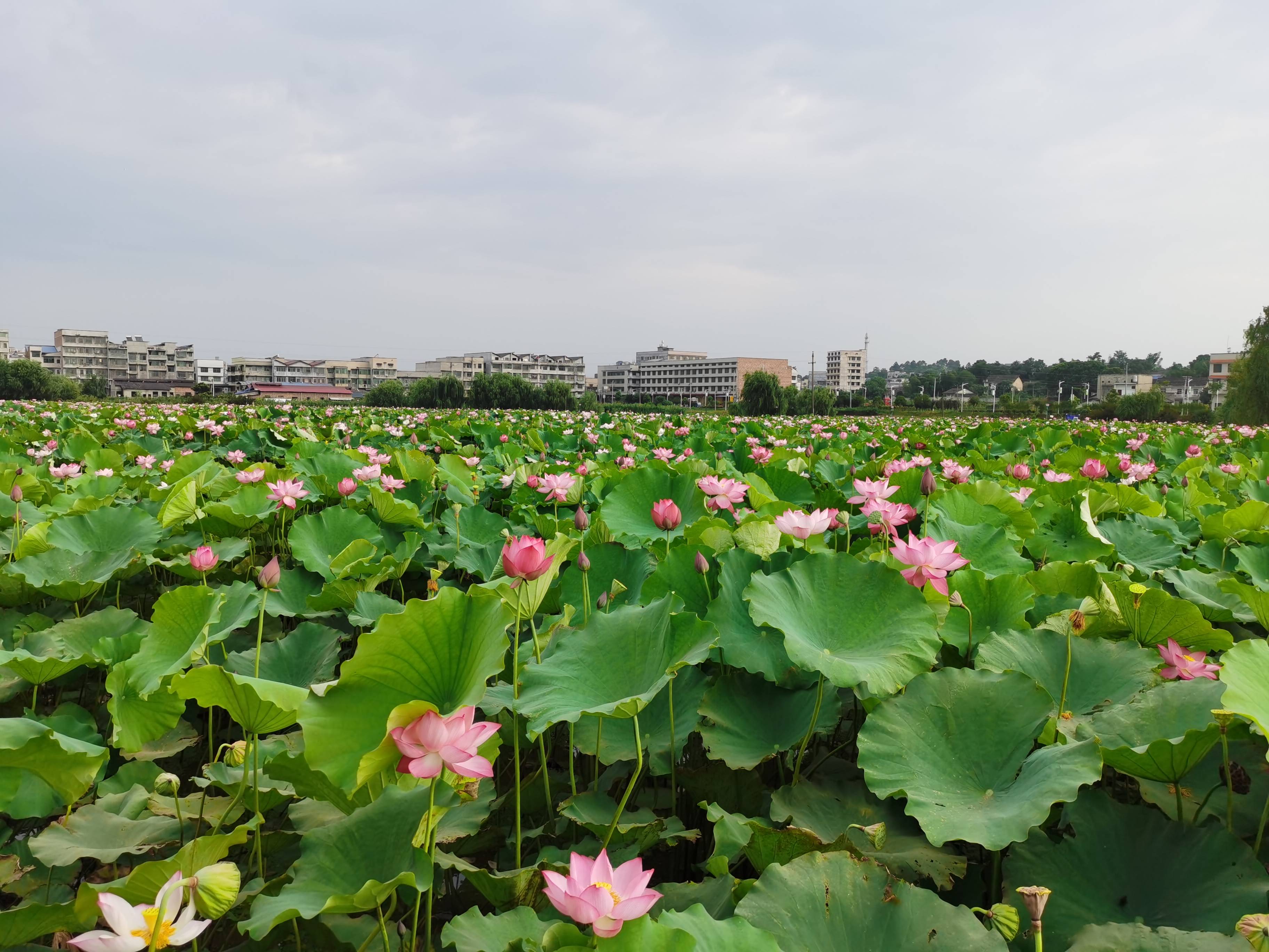 湘潭市工贸中专教师开展荷花摄影采风活动_湘潭县