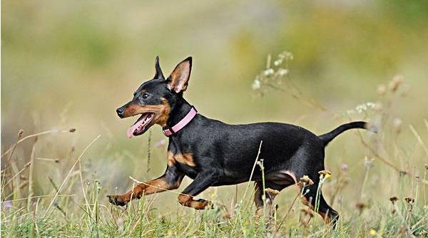 原創迷你杜賓犬,身姿優美,是非常適合城市居民飼養的護衛犬