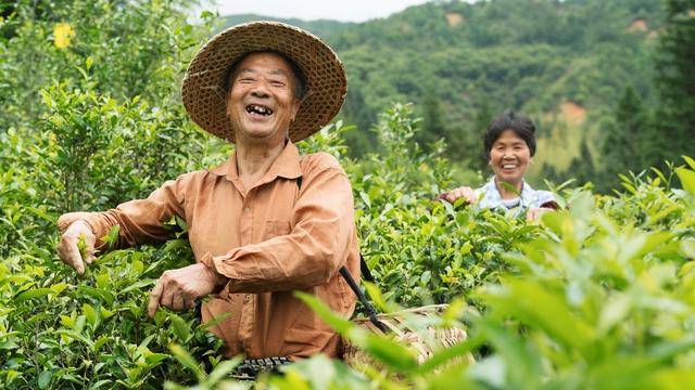 种茶手艺与工艺的传承小罐茶帮助茶农将政和白茶带出深山