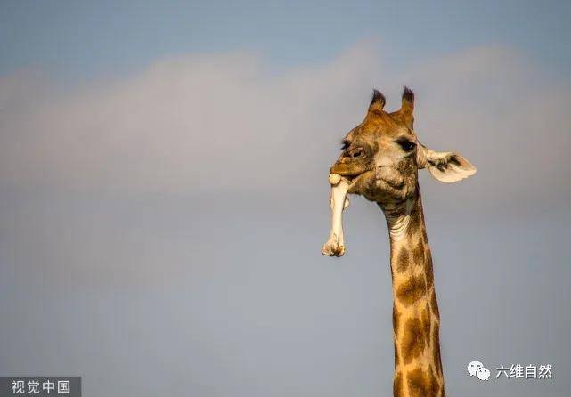 原创长颈鹿罕见的一幕:不是在食树叶,反而是在啃一块骨头补充营养