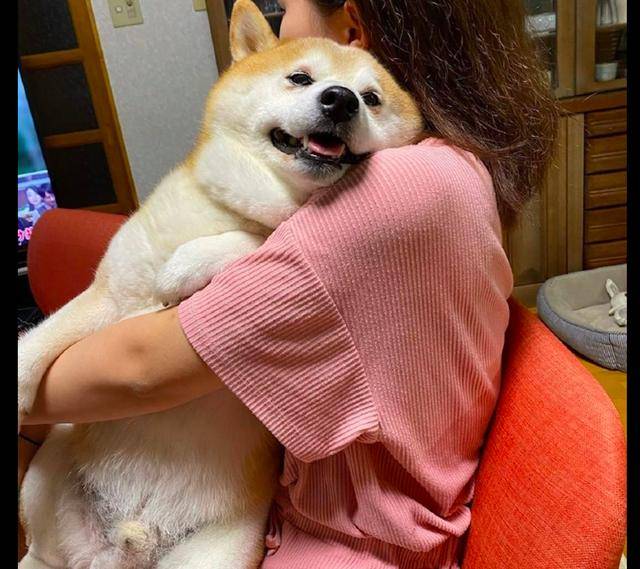 原创女友抱着柴犬看电视,它还一脸得意的表情:羡慕吧,气死你!