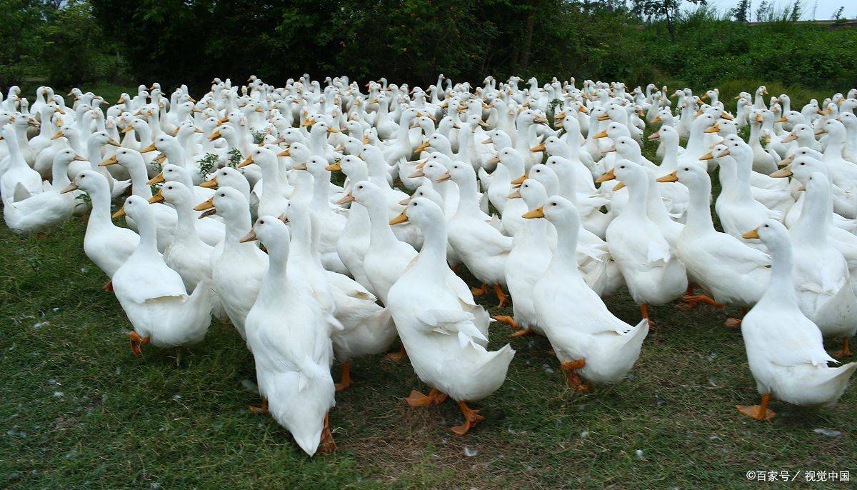 肉鸭如何进行大棚养殖呢?几个技术要点要牢记