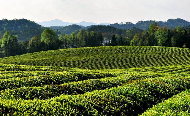 小罐茶助农策略树行业典范 开发遵义红茶扶贫脱困授之以渔