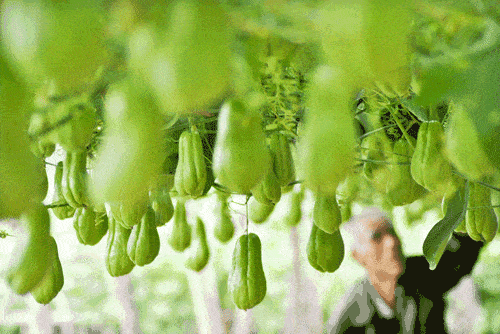 佛手瓜高产栽培技术,要注意这几点,你也能有大丰收