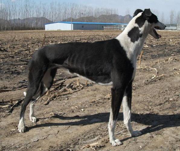 原创灵缇犬,敢与猎豹争锋,是全世界公认奔跑速度最快的猎犬