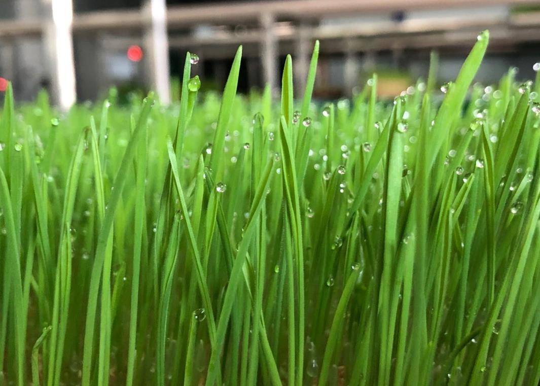 割韭菜了,水培韭菜你见过吗?鱼菜共生让人眼前一亮!