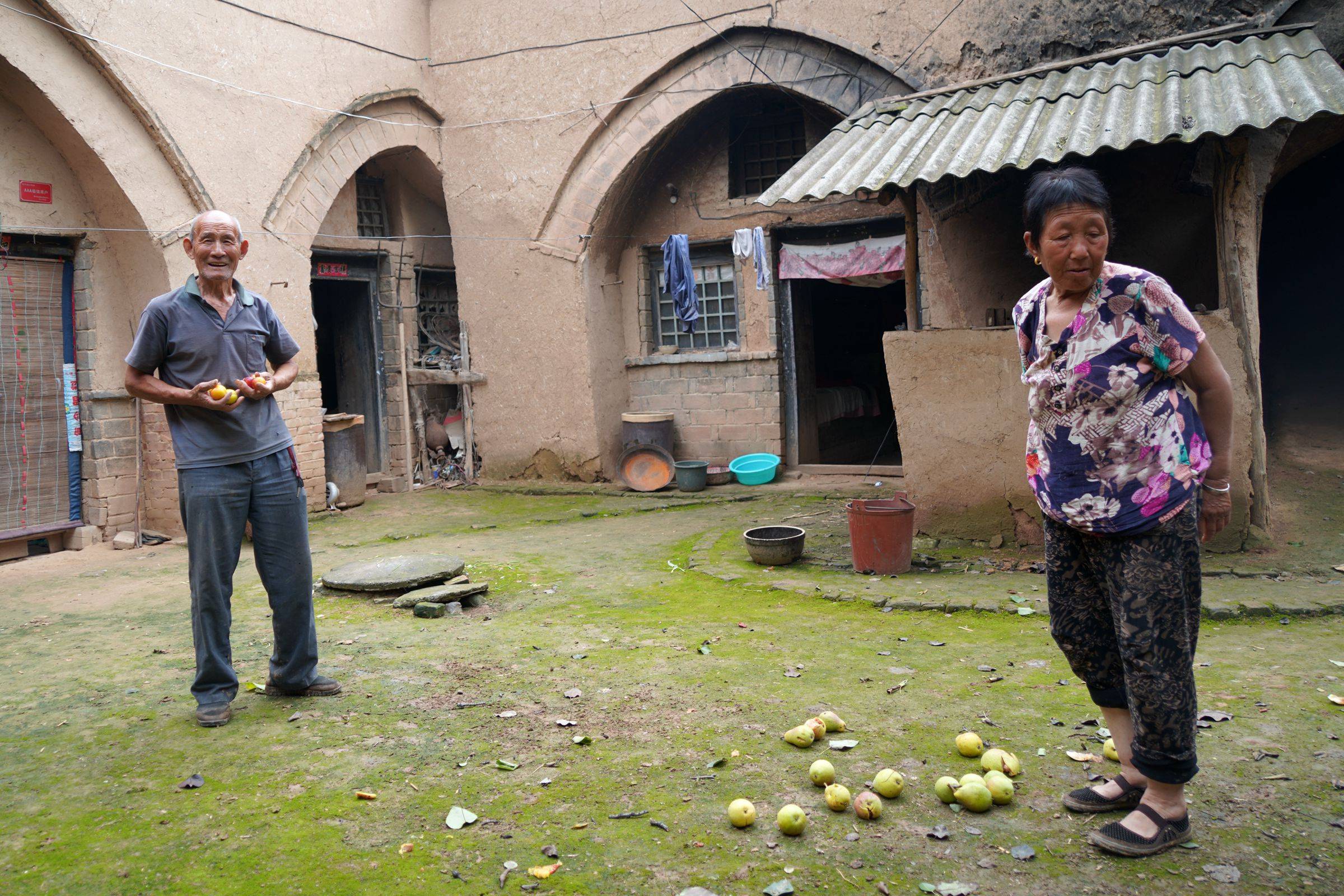 原创农村7旬老人30年前买下地坑院,1棵老梨树成闹心事,啥情况