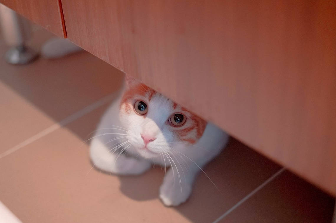 原创猫胆小怎么办?