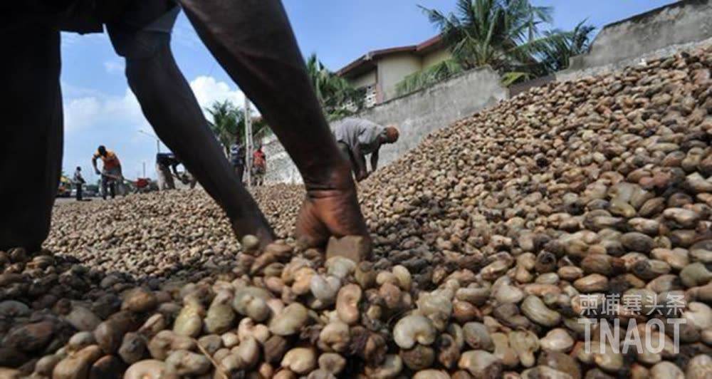 腰果前景近几年来,柬埔寨政府极其重视腰果生产和加工产业.