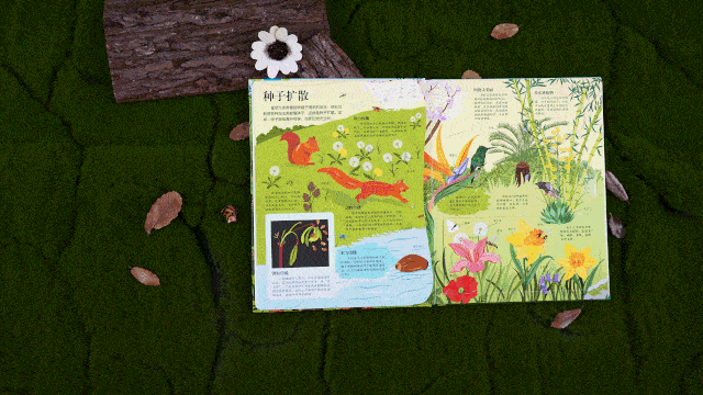 你可以一一认识眼前的植物:有月季,薰衣草,百合,蒲公英,日本柳杉,美国