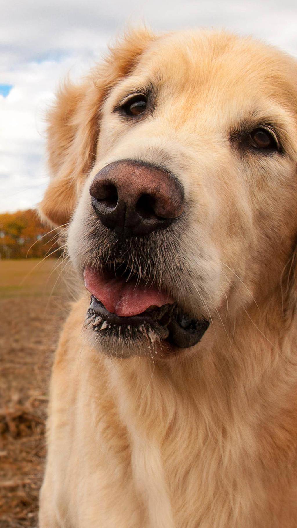 手机高清动物壁纸图片,手机动物壁纸大全高清