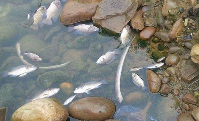 梦见水库里鱼跑出来很多,别人抓了很多,自己一条也没抓住 梦见水库里鱼跑出来很多,别人抓了很多,自己一条也没抓住