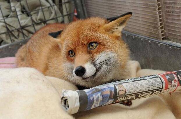 原创狐狸大熊猫靠卖萌成为国宝我靠卖萌成为宠物这不算过分吧