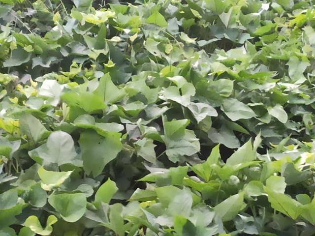 图为江西人所说的薯苗,拍摄于吉安市永丰县藤田镇.