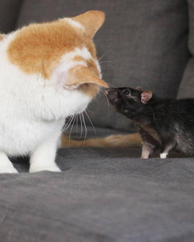 原创最大胆的老鼠:每天钻进牧羊犬的嘴巴里搞卫生,猫咪也无可奈何