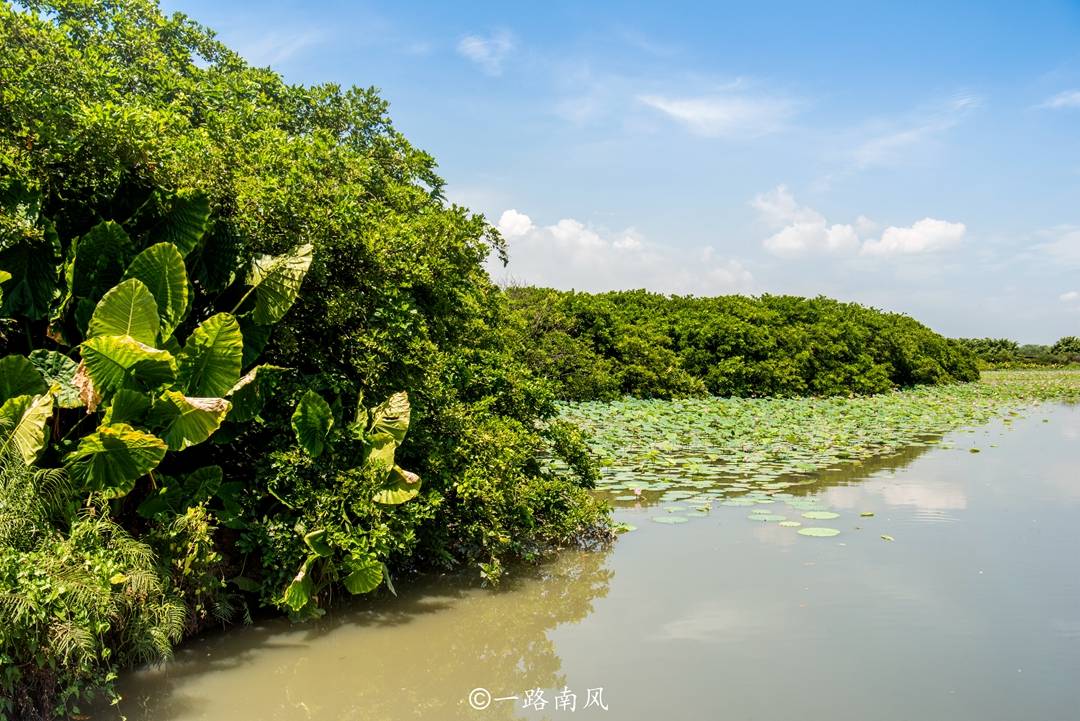 原创广州最大的湿地公园和海景融为一体美得像绿野仙境